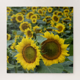Puzzle Champ de tournesols - 20x20 pouces