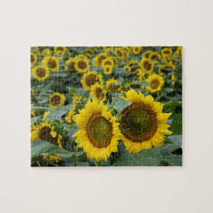 Puzzle Champ de tournesols - 8x10 pouces