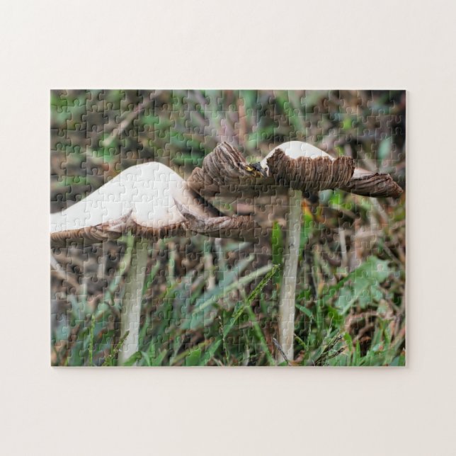 Puzzle Champignons blancs Pair Nature (Horizontal)