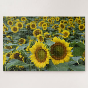 Puzzle Champs de tournesols - 20x30 pouces