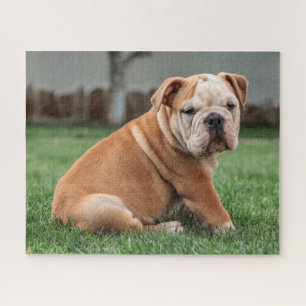 Puzzle Charming English Bulldog Puppy