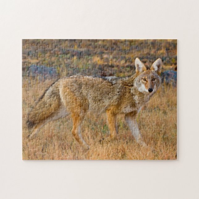 Puzzle Chasse au coyote (Canis Latrans) (Horizontal)
