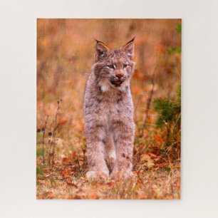 Puzzle Chasse Bobcat   Forêt d'automne