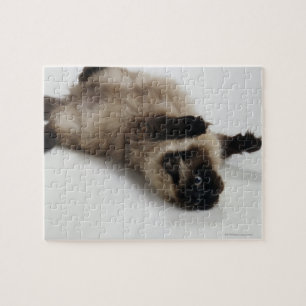 Puzzle Chat himalayen allongé sur son dos