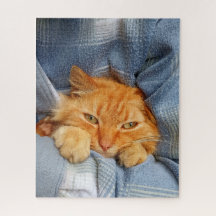 Chat mignon