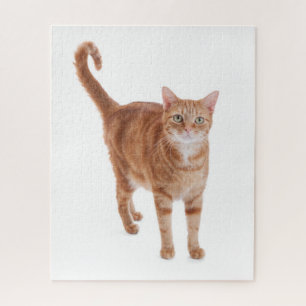 Puzzle Chat Tabby Orange