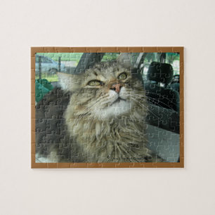 Puzzle chaton Maine Coon