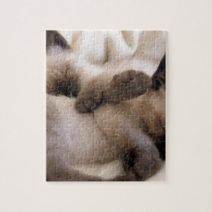 Puzzle Chaton siamois mignon de chat d'animal familier de