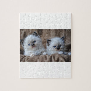 Puzzle Chatons de Ragdoll