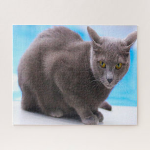 Puzzle Chats bleus russes.