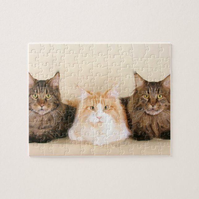 Puzzle Chats du Maine Coon (Horizontal)
