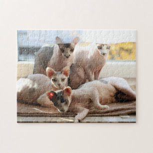 Puzzle Chats mignons sans cheveux dans une fenêtre - Sph