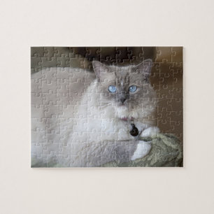 Puzzle Chatte Ragdoll