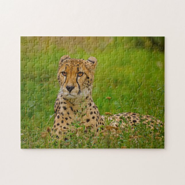 Puzzle Cheetah Big Cats. (Horizontal)