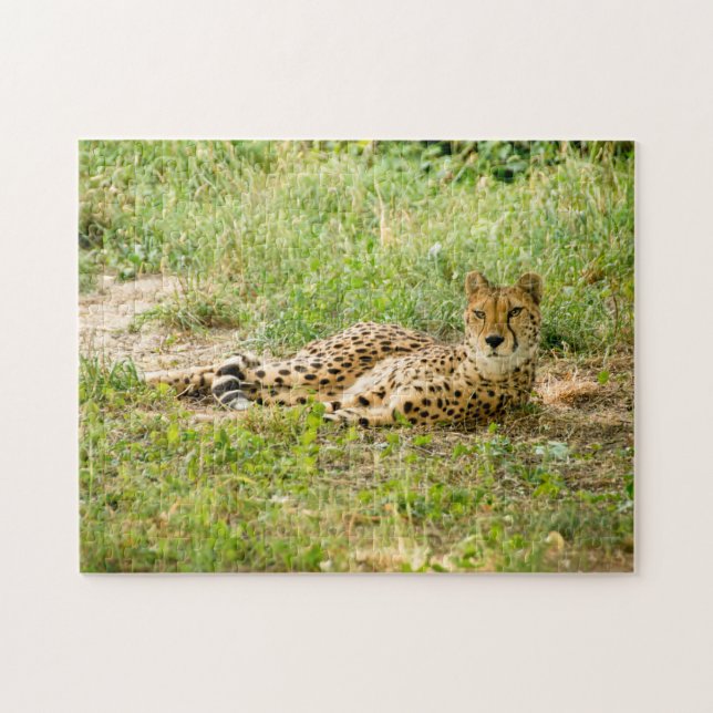 Puzzle Cheetah Big Cats. (Horizontal)