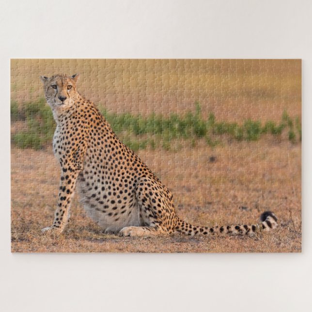Puzzle Cheetah se repose tôt le matin (Horizontal)