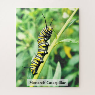 Puzzle Chenille de papillon monarque sur plante de cygne 