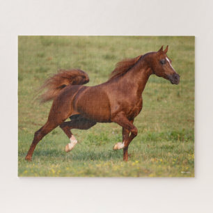 Puzzle Chestnut Arabe Stallion Mane et traîne