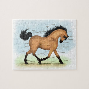 Puzzle Cheval Buckskin Education Equine Anatomie