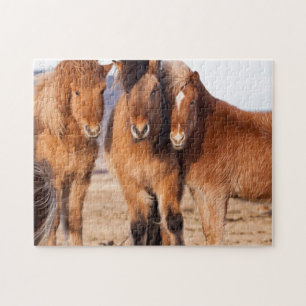 Puzzle Cheval islandais en hiver