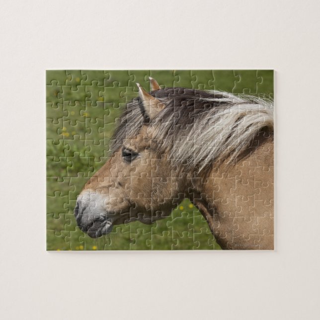 Puzzle Cheval norvégien de fjord (Horizontal)