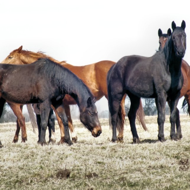 PUZZLE CHEVAUX (Créateur téléchargé)