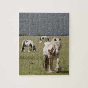 Puzzle Chevaux Clydesdale dans un champ, Northumberland,