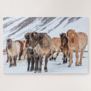 Puzzle Chevaux islandais dans les pâturages d'hiver près 