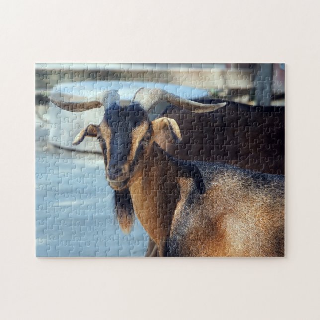 Puzzle Chèvre Black Animal Brown Photo (Horizontal)