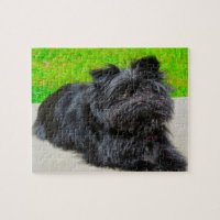 Chien Affenpinscher de race pure.