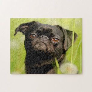 Puzzle Chien belge Griffon.