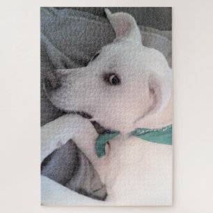 Puzzle Chien blanc pâle portant une écusson verte