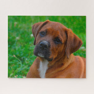 Puzzle Chien Boxer