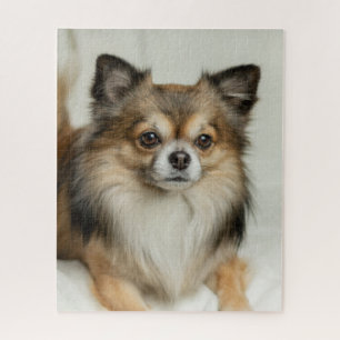 Puzzle Chien chihuahua, Chien chiot, long et lourd