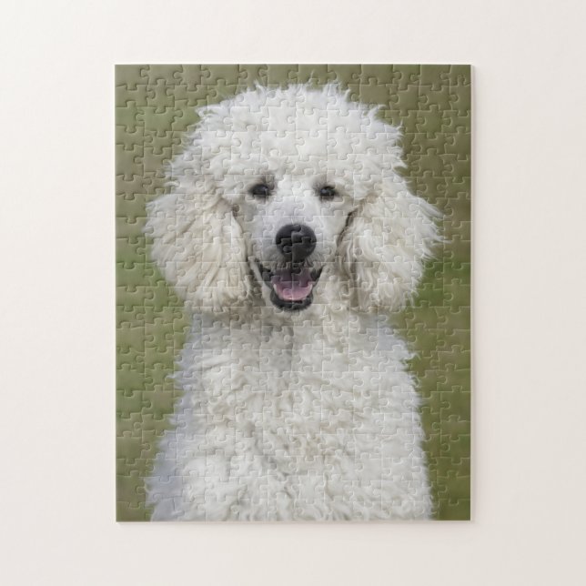 Puzzle Chien chiot blanc bouffonné (Vertical)