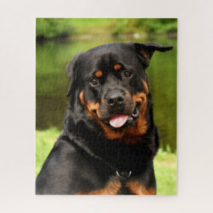 Puzzle Chien chiot noir et tan Rottweiler