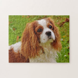 Puzzle Chien coquelicot de Blenheim Cavalier