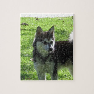 Puzzle Chien d'Alaska de Klee Kai