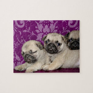 Puzzle Chien de chiots carlins