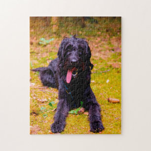 Puzzle Chien de Labradoodle.