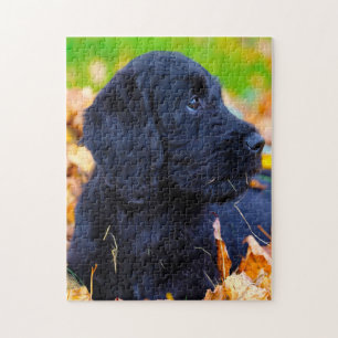 Puzzle Chien de Labradoodle.