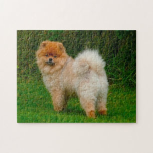 Puzzle Chien de Poméranie Spitz nain.