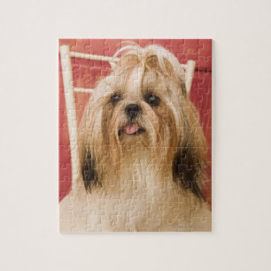 Puzzle Chien de Shih-tzu