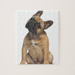 Puzzle Chien de taureau français (7 mois)