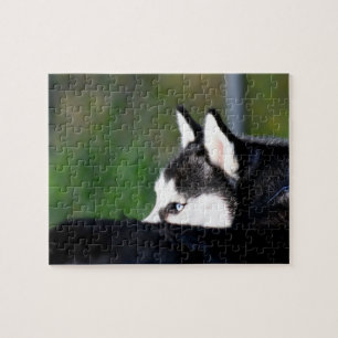 Puzzle Chien de traîneau sibérien
