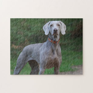 Puzzle Chien de Weimaraner