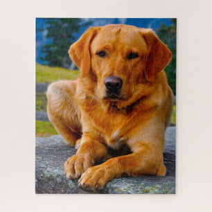 Puzzle Chien du Labrador.