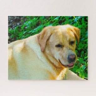Puzzle Chien du Labrador.