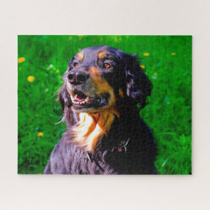 Puzzle Chien Hovawart.
