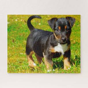 Puzzle Chien Jack Russell.